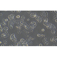 HCC202（人乳腺原发性导管癌）