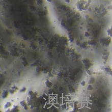SHP-77-LUC（人小细胞肺癌细胞荧光素酶标记）