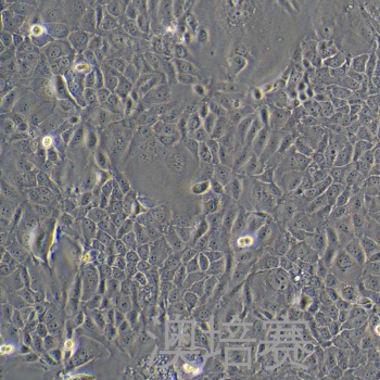 PK-59（人胰腺癌细胞）