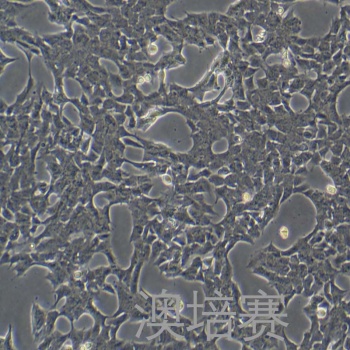 GT1-7（小鼠下丘脑GnRH神经元细胞系）