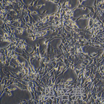 MC3T3-E1 Subclone 4（小鼠颅顶前骨细胞亚克隆4）