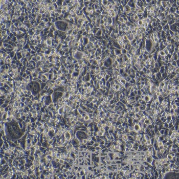 MYC-CAP/LUC（小鼠前列腺癌细胞-荧光素酶标记）