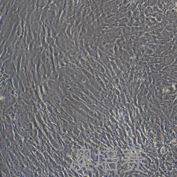 RMC（小鼠肾系膜细胞）