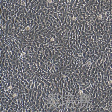 egc（大鼠空肠细胞）