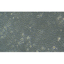 WSU-HN6（人舌鳞癌细胞）