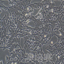 GT1-7（小鼠下丘脑GnRH神经元细胞系）