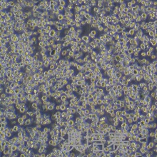 H22-LUC-GFP-Puro（小鼠肝癌细胞--绿色荧光蛋白-荧光素酶标记）