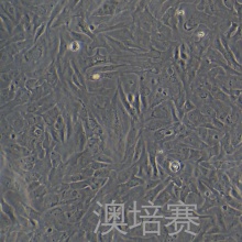 RTgill-W1（鱼鳃细胞）