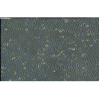 R28 大鼠视网膜前体细胞