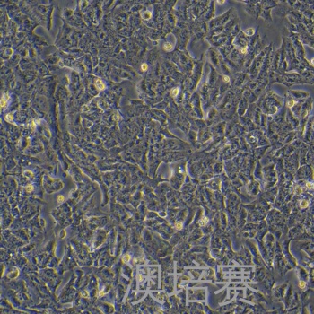 HRT-18G（人结肠癌细胞）