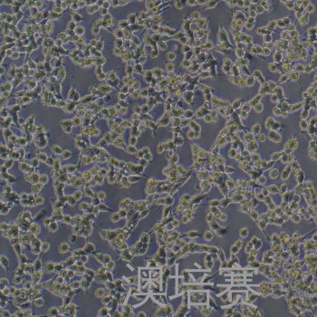 Colon 26（小鼠结肠癌细胞）