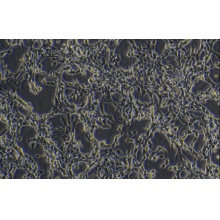 HCMEC 人心脏微血管内皮细胞