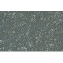 HCEC-B4G12（人角膜内皮细胞）