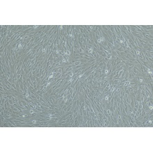 人真皮毛乳头细胞（原代）