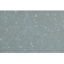 人真皮毛乳头细胞（原代）