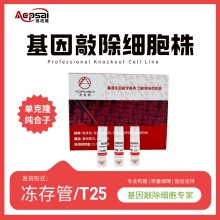 mCbs基因敲除株（AML12细胞）