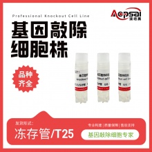 hTFAP2B基因敲除株（TE-1细胞）