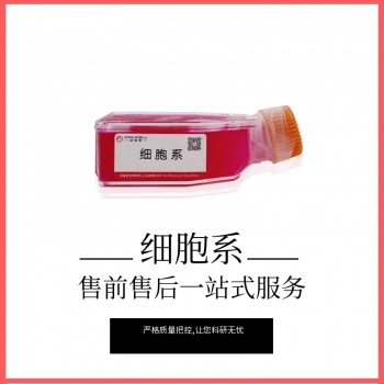 HCC827-GFP（人非小细胞肺癌细胞-绿色荧光蛋白）