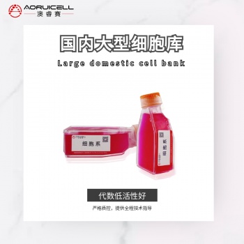 COR-L279（人肺小细胞）