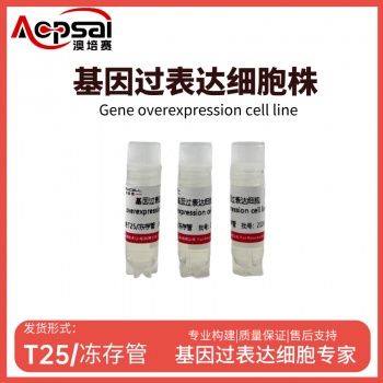 PANC1细胞ACTMAP基因过表达细胞株