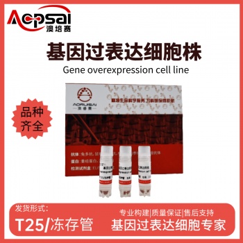 SKOV3细胞ACTR3B基因过表达细胞株