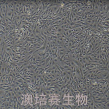 CIK 草鱼肾细胞