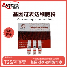 K562细胞ACTMAP基因过表达细胞株