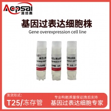 A549细胞ACTR3B基因过表达细胞株